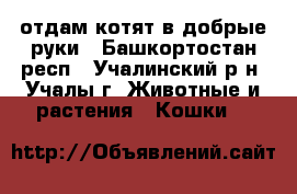 отдам котят в добрые руки - Башкортостан респ., Учалинский р-н, Учалы г. Животные и растения » Кошки   